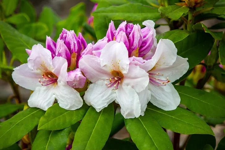 Rhododendron Gartendirektor Rieger-AdobeStock_436261548.webp
