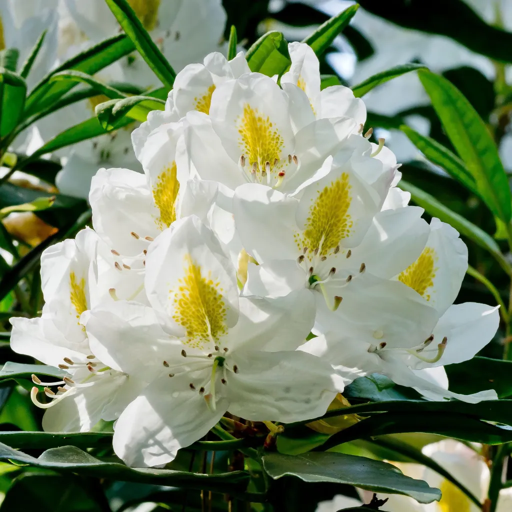 Rhododendron Madame Masson-1.webp