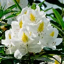 Rhododendron Madame Masson-1.webp