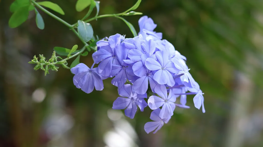 unsplash_azG65zbL638_plumbago.webp
