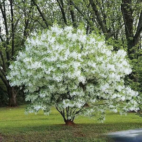 Chionanthus virginicus-arb.webp