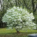 Chionanthus virginicus-arb.webp