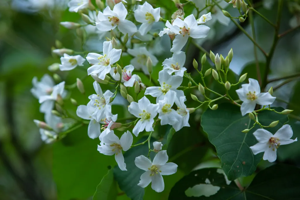 unsplash_LdI_cJo13qw_SOLANUM jasminoides Album.webp