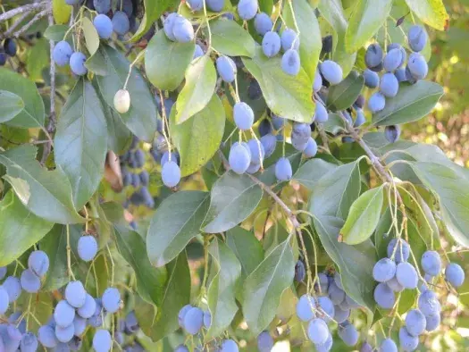 Chionanthus virginicus-baies.webp