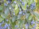 Chionanthus virginicus-baies.webp