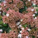 Abelia grandiflora Raspberry Profusion-3.webp