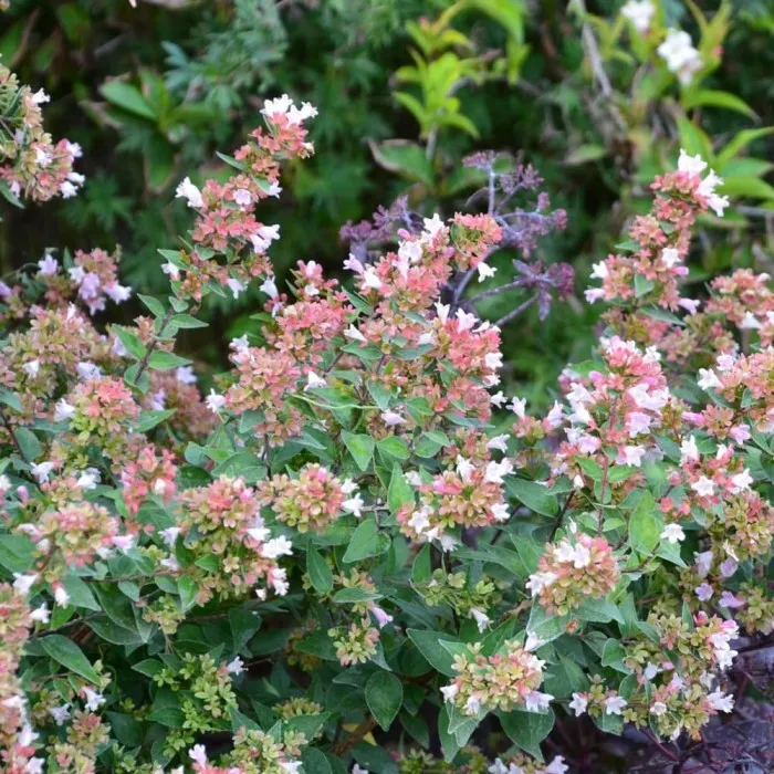 Abelia grandiflora Raspberry Profusion-4.webp