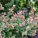 Abelia grandiflora Raspberry Profusion-4.webp