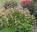 Abelia ‘Little Richard’-Abelia Little Richard.webp