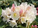 Rhododendron Inkarho Dufthecke White -1.webp