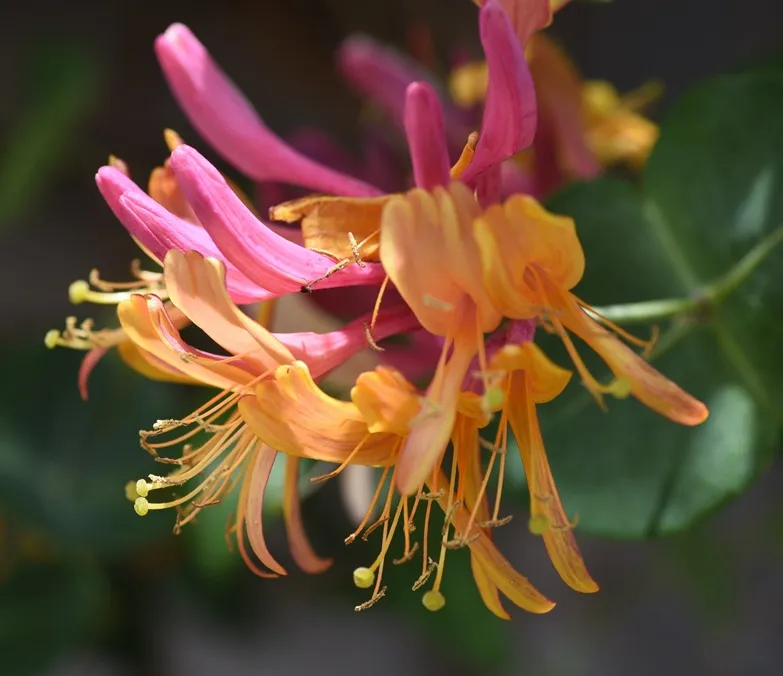 Lonicera ‘Goldflame’-AdobeStock_432564371.webp