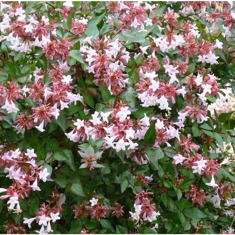 Abelia grandiflora Sherwood-2.webp