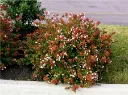 Abelia grandiflora Sherwood-3.webp