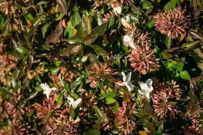 Abelia grandiflora Sherwood.webp