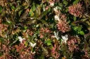 Abelia grandiflora Sherwood.webp