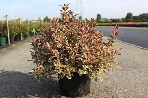 Weigela florida Monet Noble®.webp