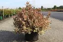 Weigela florida Monet Noble®.webp