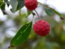 Cornus kousa fruits-AdobeStock_663582063.webp