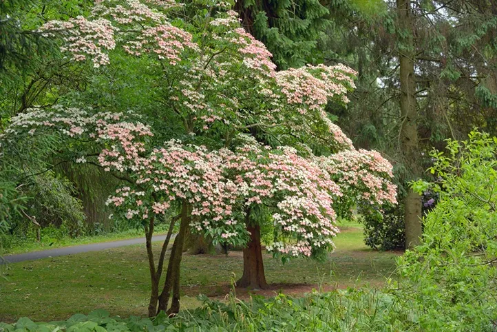 Cornus kousa Beni Fugi-AdobeStock_212647983.webp