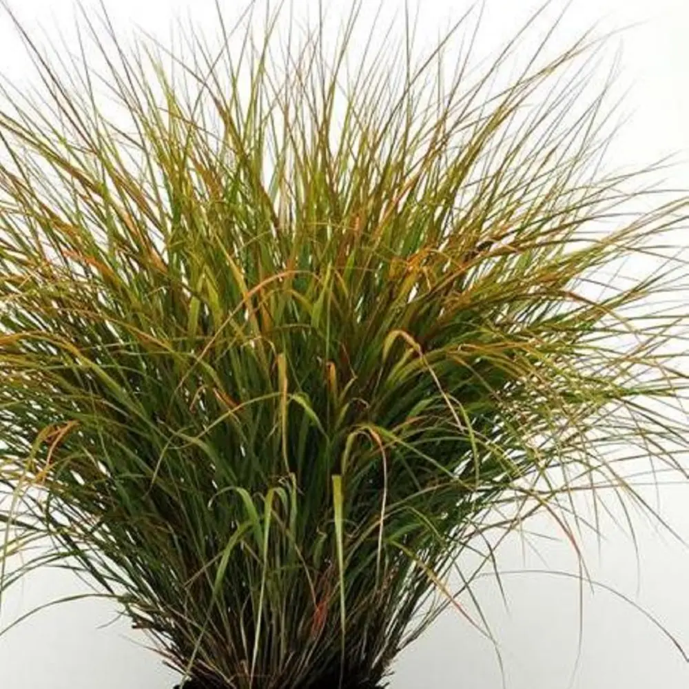 Calamgrostis arundinacea Sirocco 2.webp