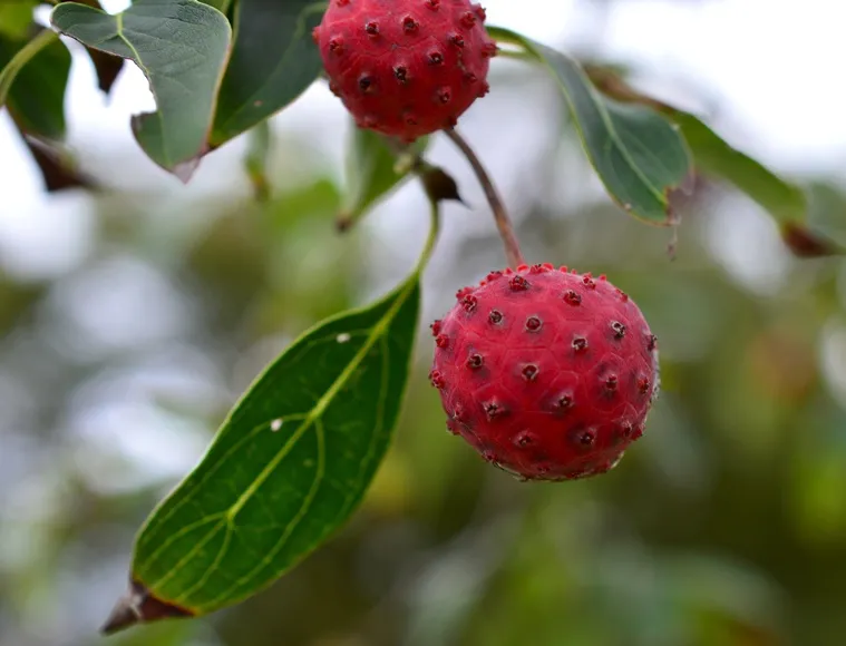 Cornus kousa fruits-AdobeStock_663582063.webp