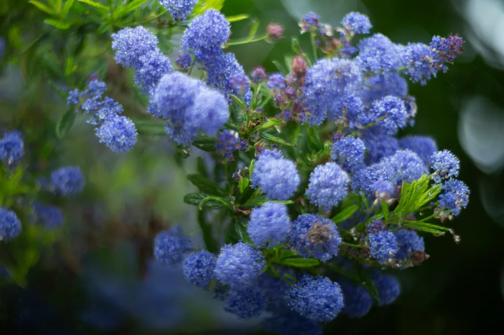 unsplash_c4c4y4Xv6ro_ceanothus.jpg.jpg.webp