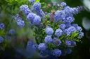 unsplash_c4c4y4Xv6ro_ceanothus.jpg.jpg.webp