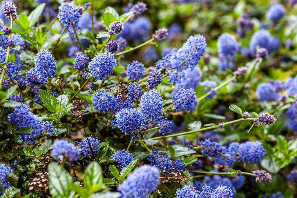 unsplash_-K0cdfb-sGI_ceanothus.jpg.webp