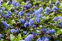 unsplash_-K0cdfb-sGI_ceanothus.jpg.webp