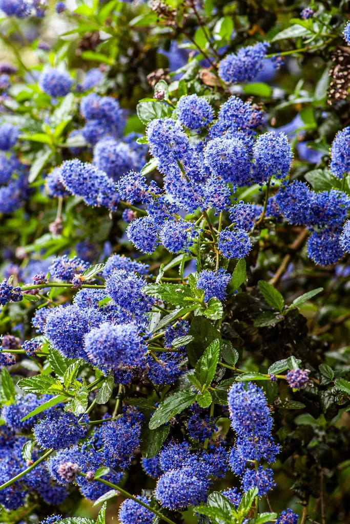 unsplash_tE8lgtUKrKw_ceanothus.webp