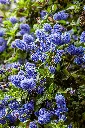 unsplash_tE8lgtUKrKw_ceanothus.webp