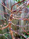 Hydrangea anomala Petiolaris hiver.webp