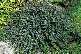 Ceanothus Emily Brow.webp