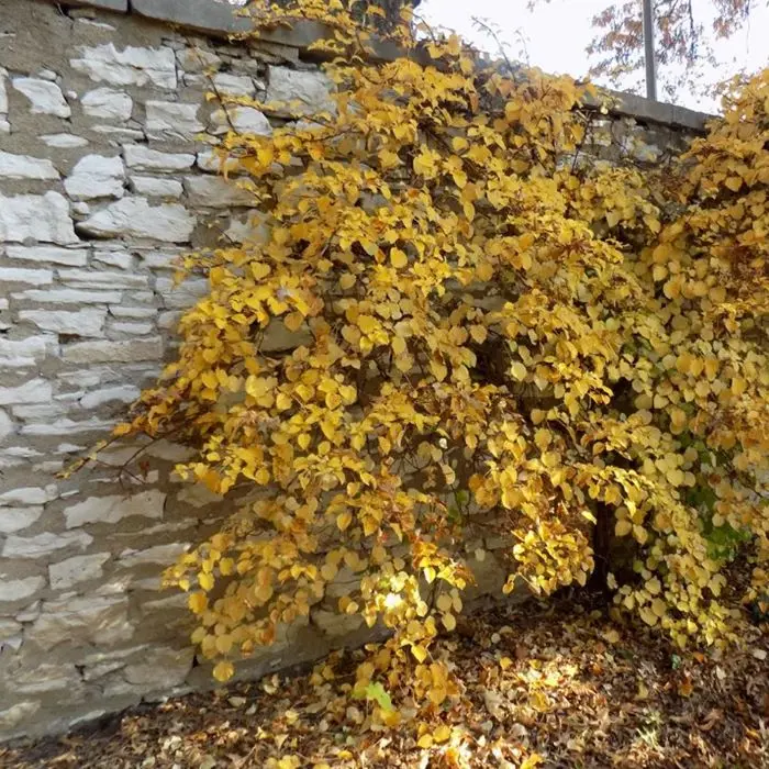 Hydrangea anomala Petiolaris automn1.webp