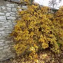 Hydrangea anomala Petiolaris automn1.webp