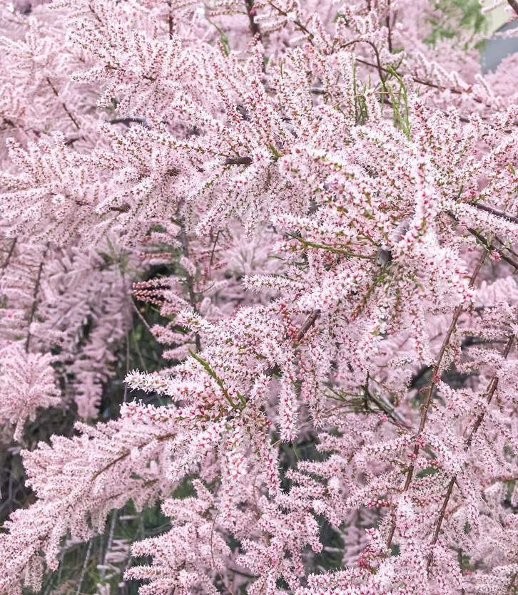 Tamarix ramosissima Pink Cascade-AdobeStock_443421308.webp