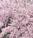 Tamarix ramosissima Pink Cascade-AdobeStock_443421308.webp