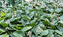 Hosta sieboldiana Elegans-AdobeStock_884918478.webp