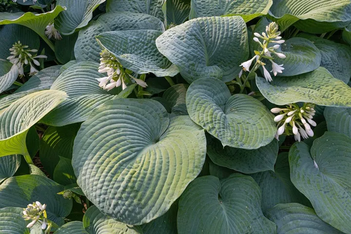 Hosta sieboldiana Elegans-AdobeStock_619131902.webp