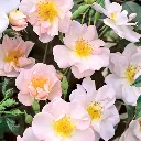 Rosier Open Arms-2.webp