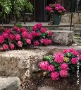 Hydrangea macrophylla Endless Summer Love Red-2.webp