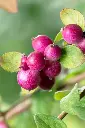 Symphoricarpos Hancock baies.webp