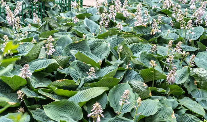 Hosta sieboldiana Elegans-AdobeStock_884918478.webp