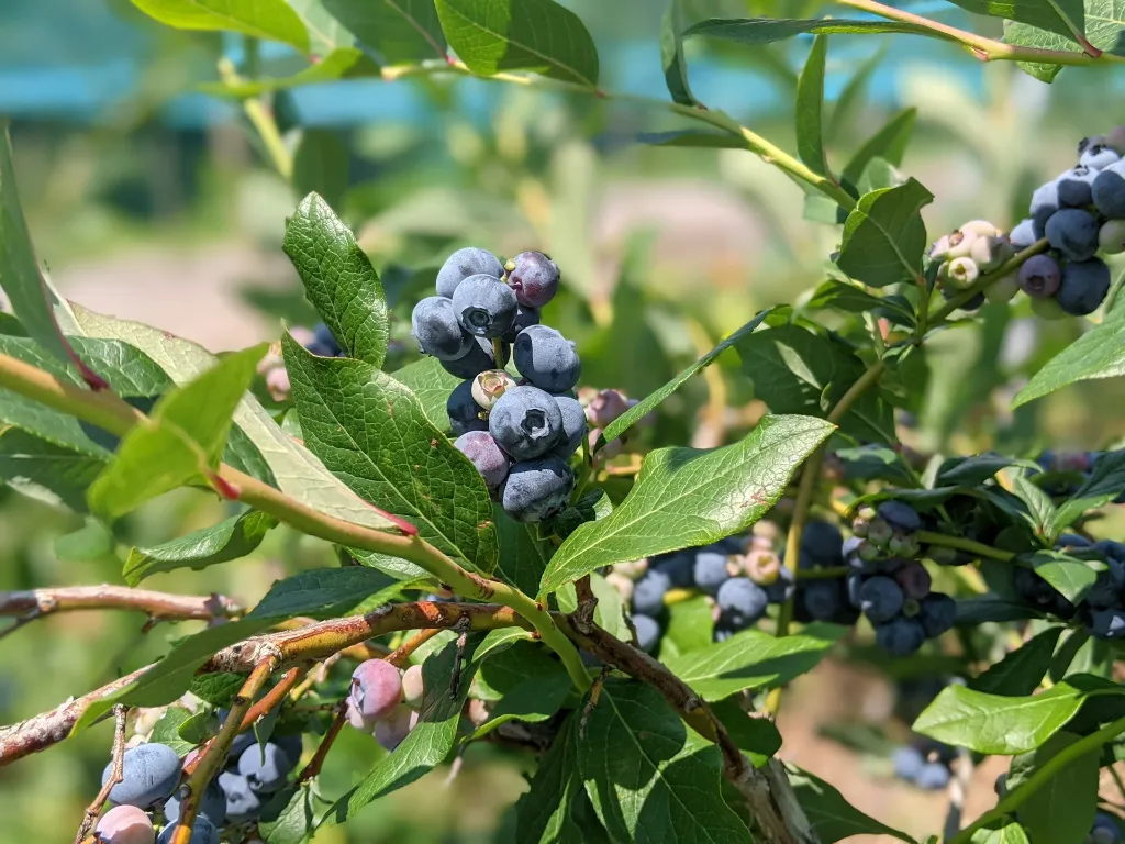 unsplash_2gGB51PQ7Sk_vaccinium.webp