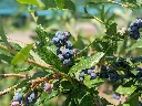 unsplash_2gGB51PQ7Sk_vaccinium.webp