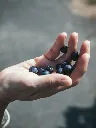 unsplash_JjnLBm-LN4s_vaccinium.webp