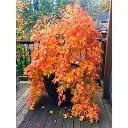 Acer Palmatum Cascade Gold tige 100 cm-aut.webp