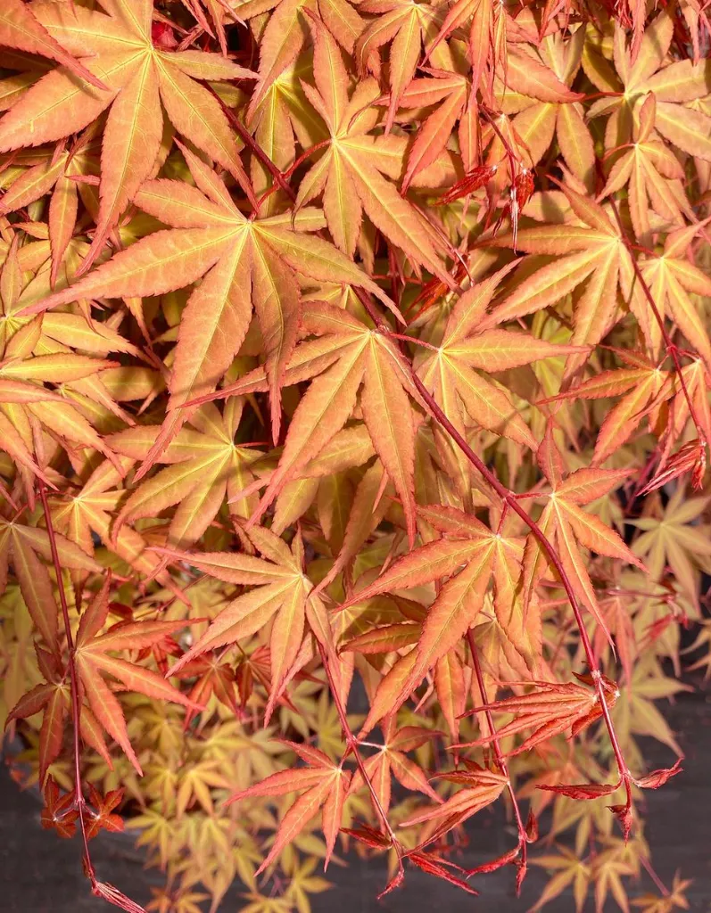 Acer Palmatum Cascade Ruby tige 100 cm-1.webp