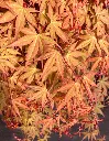 Acer Palmatum Cascade Ruby tige 100 cm-1.webp