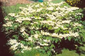 Viburnum plicatum Cascade.webp